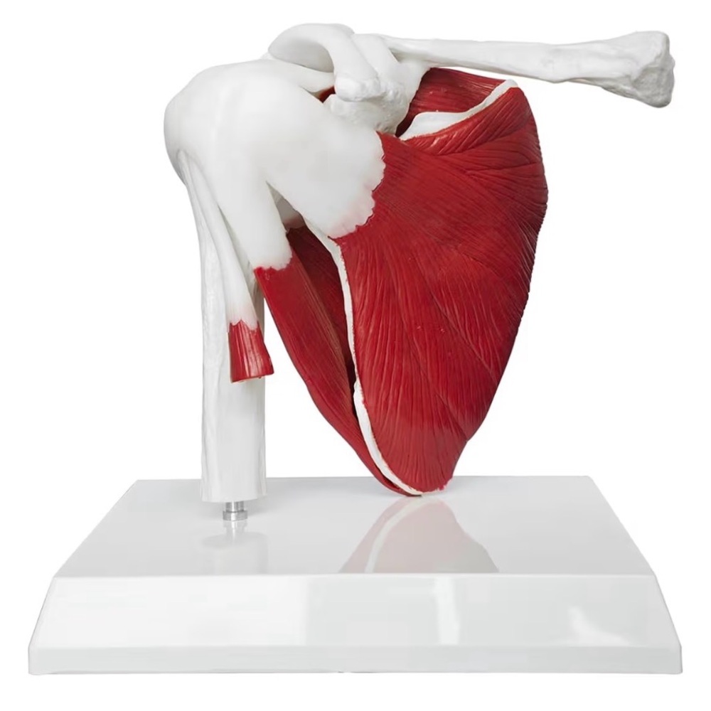3D Muscled Shoulder Joint Model